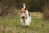 FOX TERRIER 539